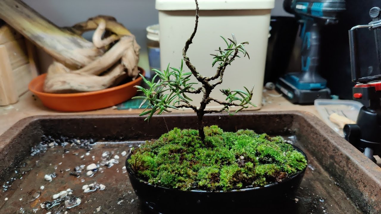 rosemary bonsai repot #bonsaichina #bonsaivietnam #bonsaisancang #bonsaiindonesia #bonsaiuk