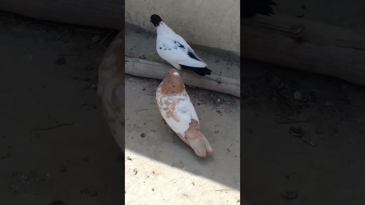 pela peshore pigen