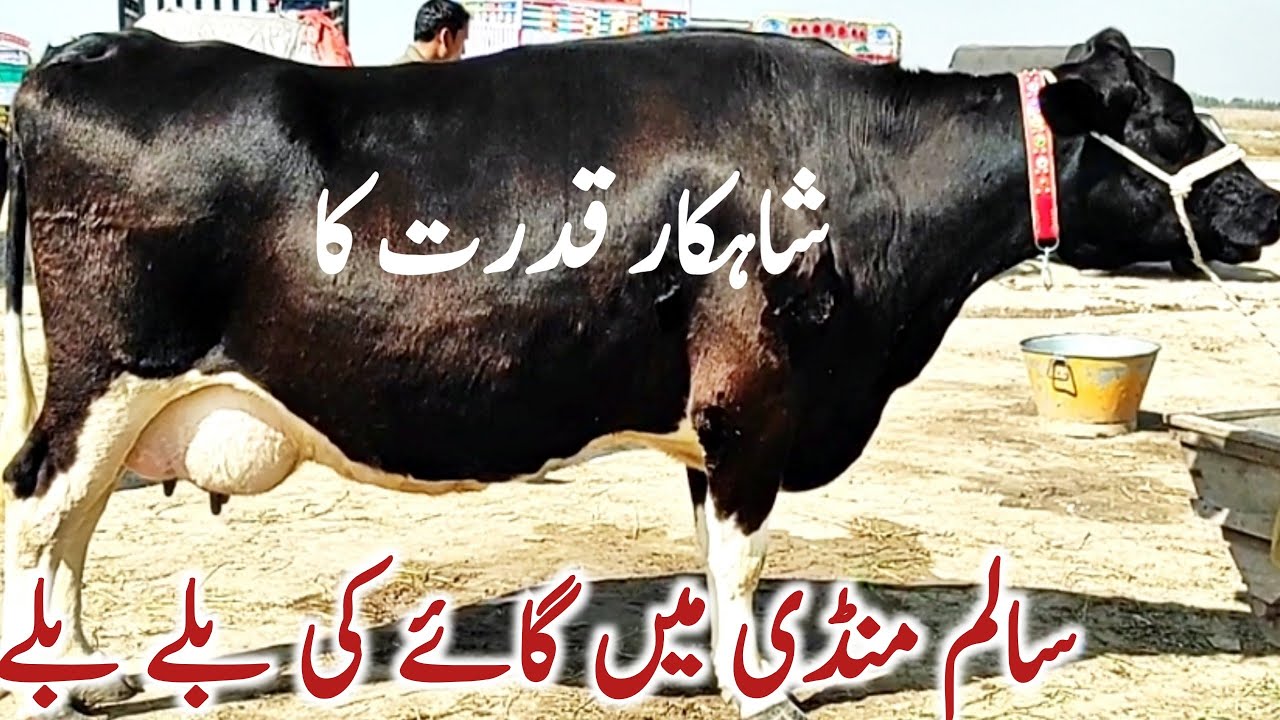 Salam Mandi Bhalwal Ma Cow Ne Dhom Macha De || Dairy Pakistan