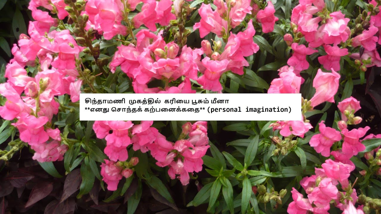 Siragadikka Aasai - Promo 24th - 31st January 2026 - Shocking Twist! Promo Review 2 Tamil Vijay TV