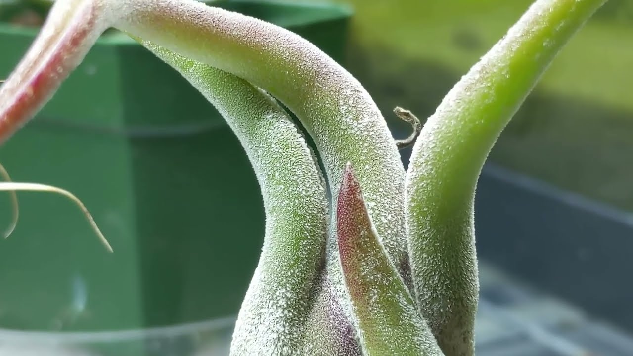这种完全依赖于空气就能生长的植物有着怎样的秘密