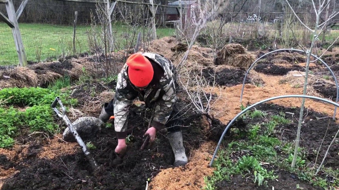 Seaberry: Propagating from Runners