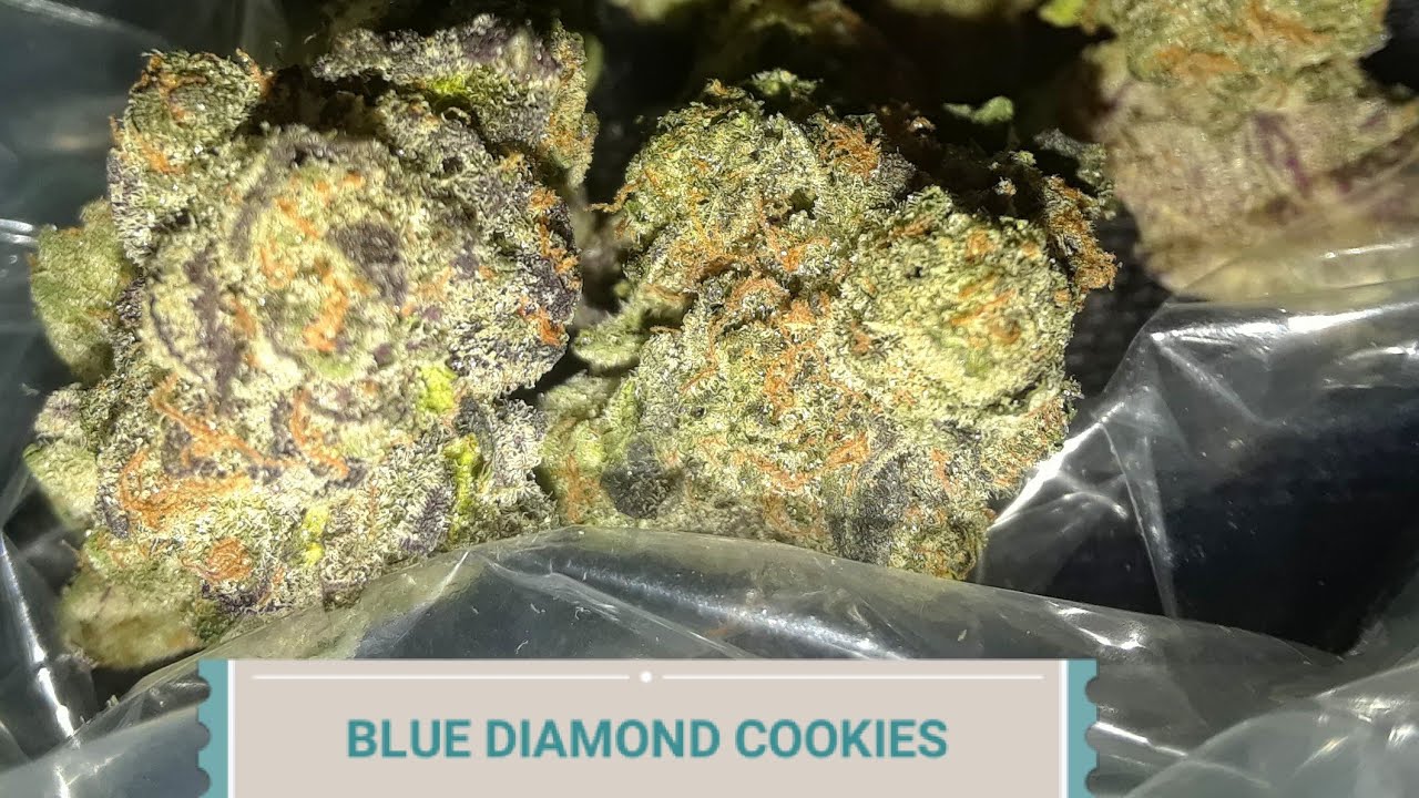 BLUE DIAMOND COOKIES-STRAIN REVIEW |TOPSHELF EXOTIC NUGGS