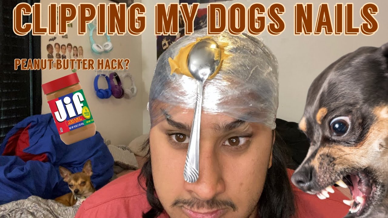 CLIPPING MY DOGS NAILS! & TRYING THE PEANUT BUTTER HACK / Are dogs from the wild? |kodasteve