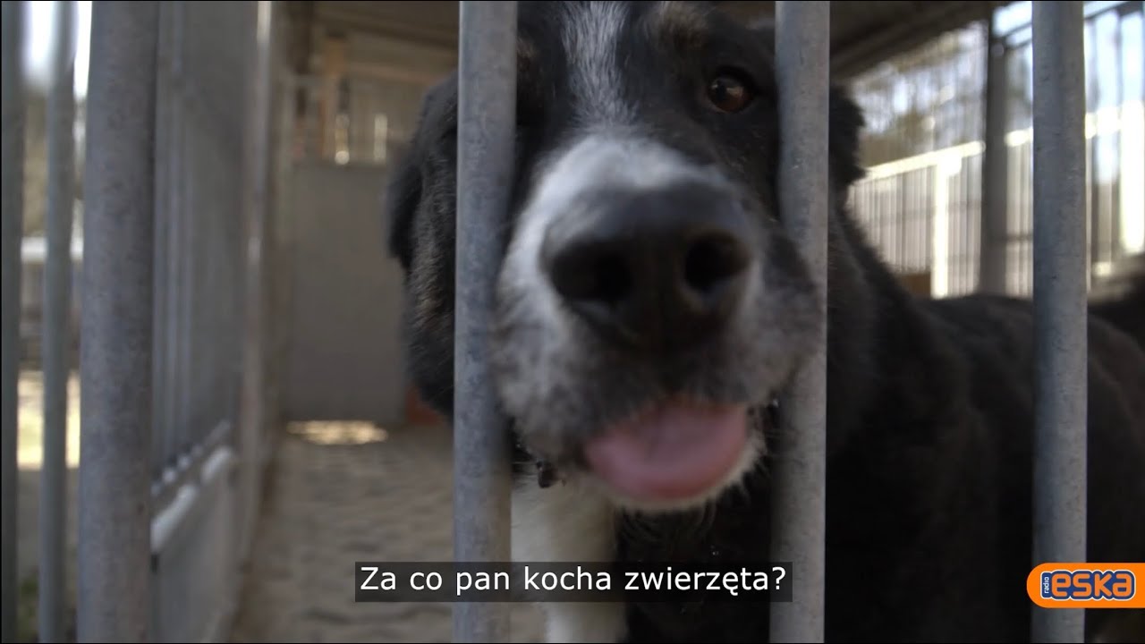 Jak działa SCHRONISKO dla zwierząt? 1 dzień z życia #5