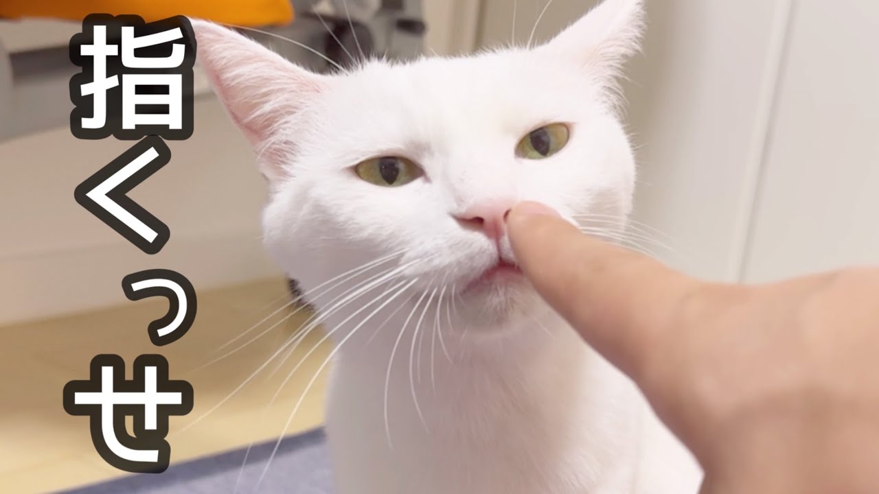 あんなに仲良しだったのに、急に兄弟喧嘩が始まりました…