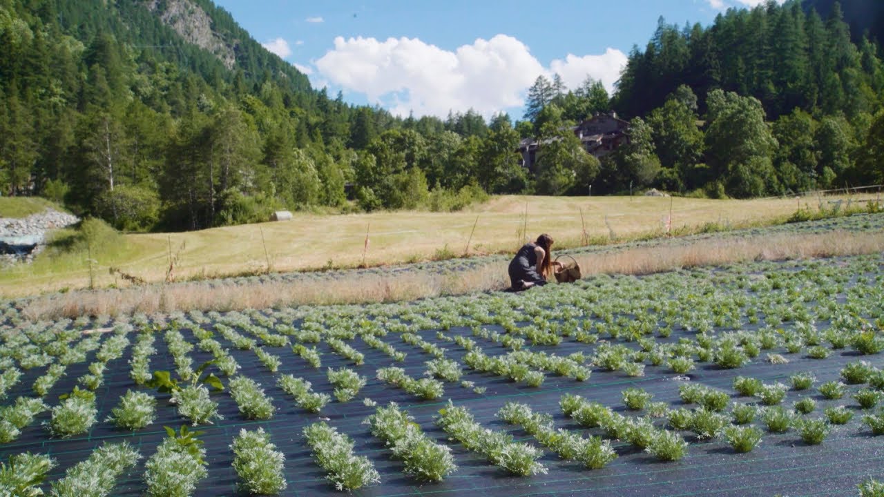 Come si fa il Génépy in Valle d'Aosta - Da Emy