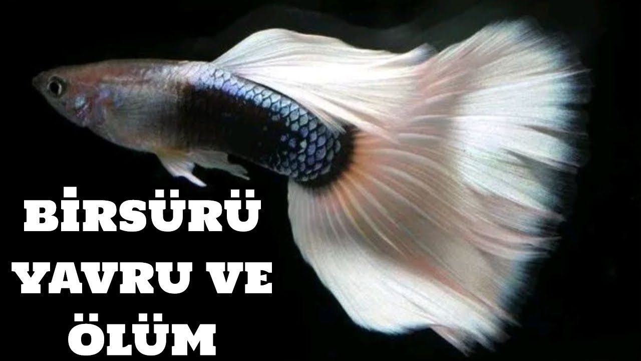 Lepistes Vlog #44 (HB White Dişim Birsürü Yavru Bıraktı ve Öldü)