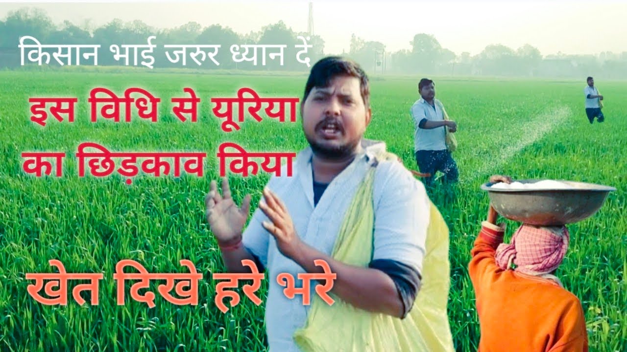 Gehoo khet me hua yooriya ka chhidkav gehu ke khet me yooriya ka chhidkav 