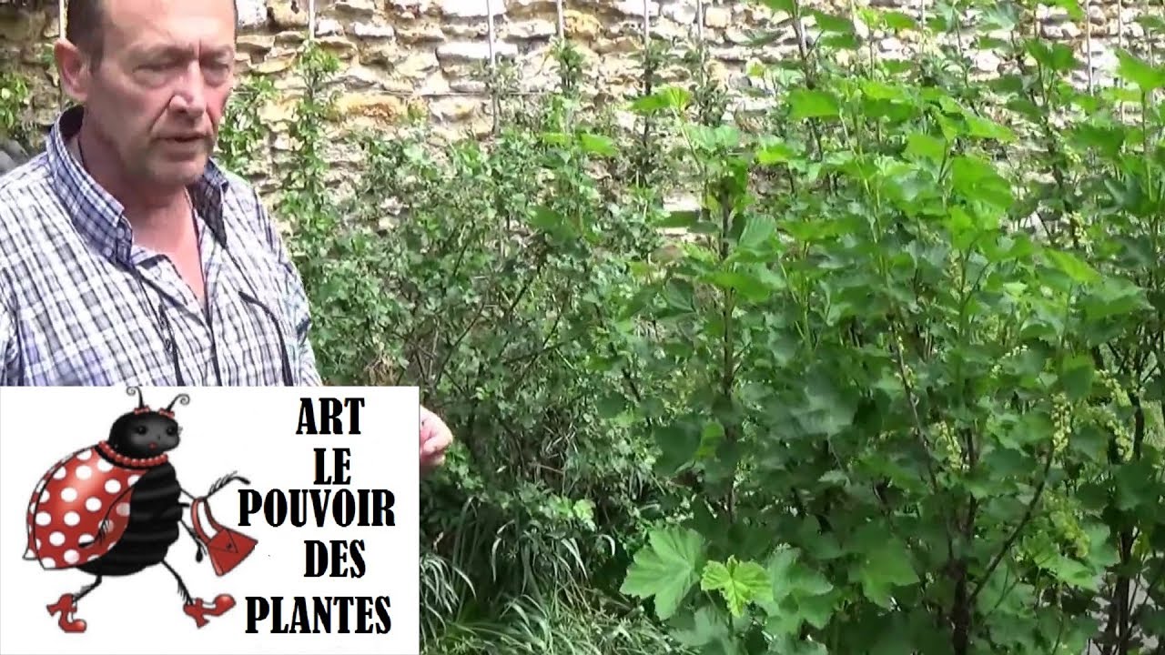 Jardinage:Comment faire une Taille de rajeunissement sur un groseillier à grappes
