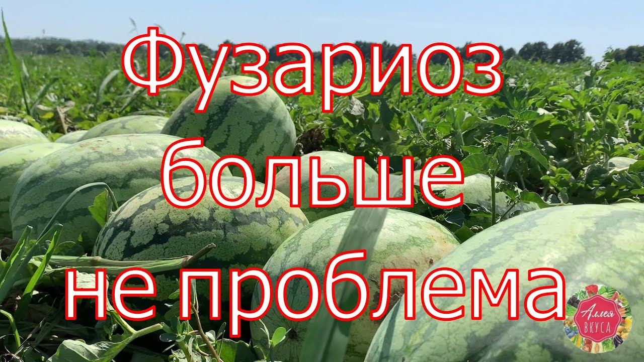 Фузариоз больше не проблема! Технология от Аллея Вкуса