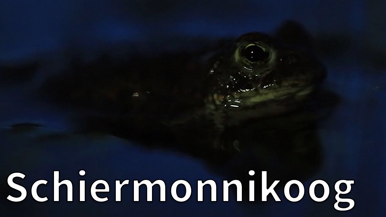 Prachtige natuur op Schiermonnikoog | Op pad met Ruben