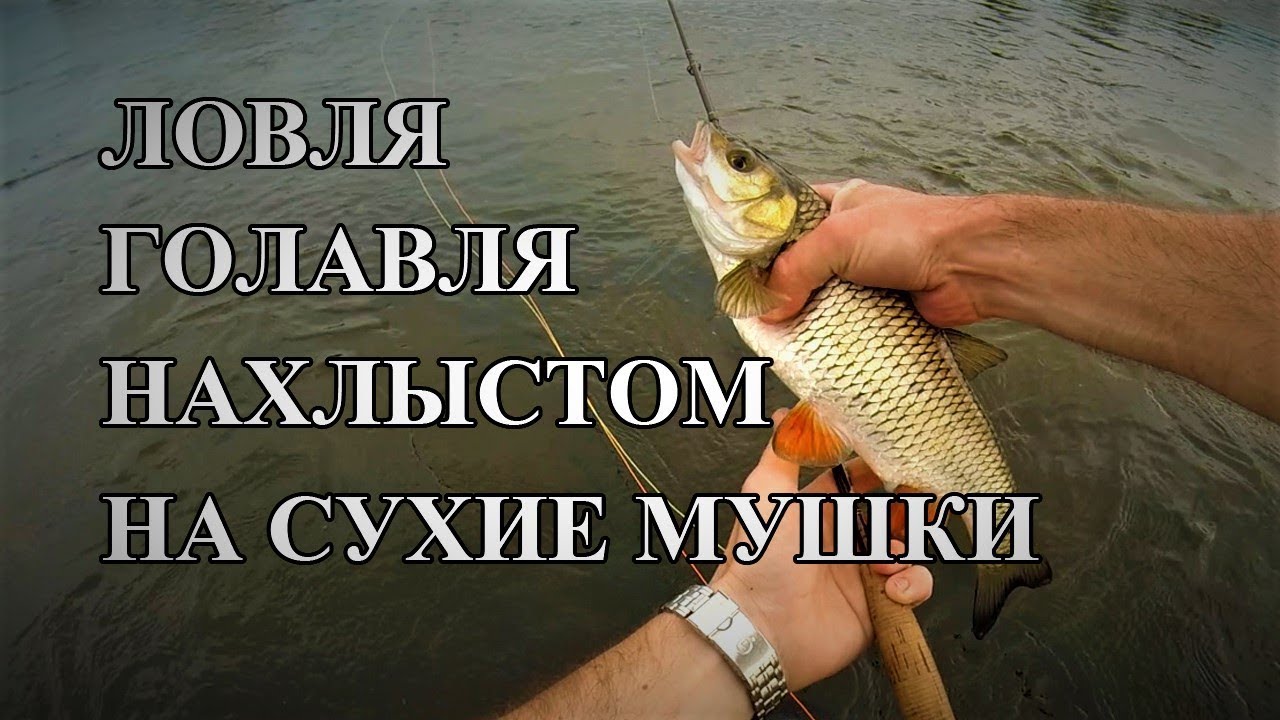 Ловля голавля нахлыстом на Угре на сухие мушки.