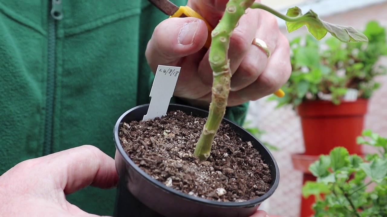 Pelargonium Standards - Spring Update