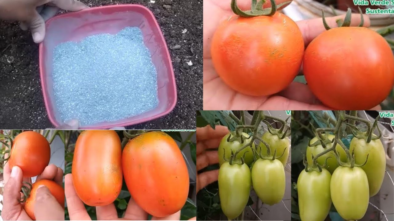 Super ADUBO ORGÂNICO para TOMATES