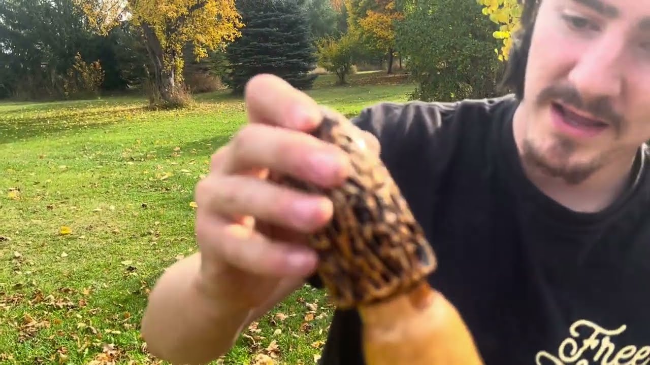 Looking for a good walking stick | Diamond Willow