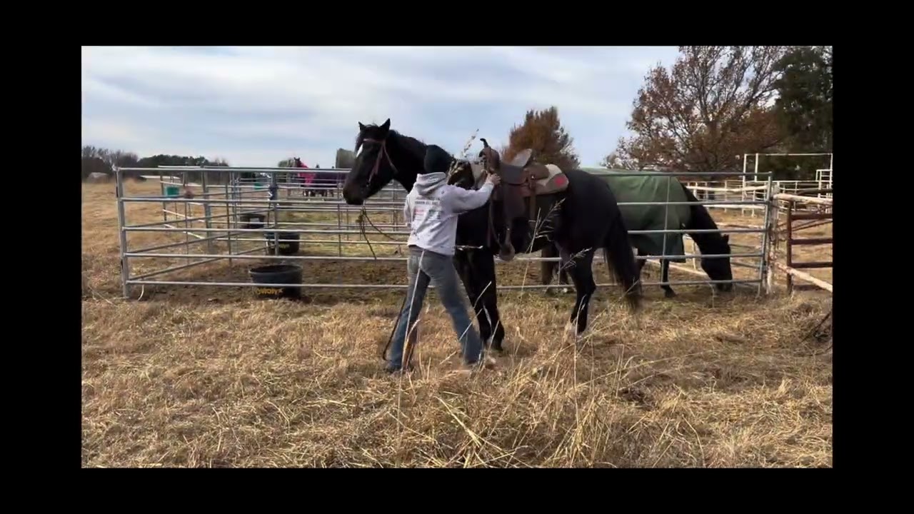 Shez Ona VegasStreak - 2021 Brown AQHA Mare 