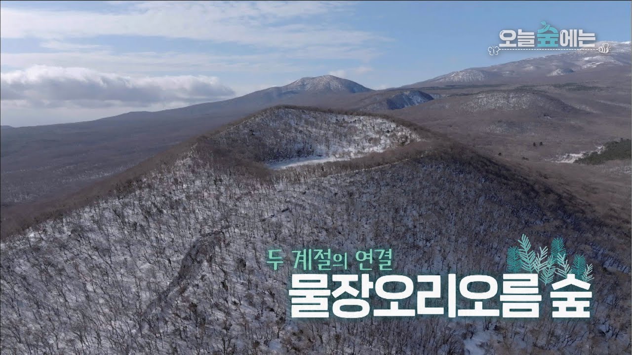 오늘 숲에는 [물장오리오름 숲] KBS제주 보물섬 25031