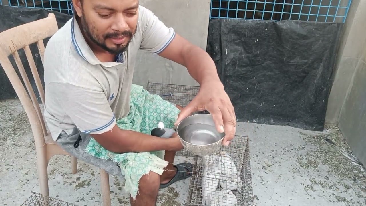 Barir Kichu Andhra Paira Uranor Video | Bunty Pigeon | 8981475641