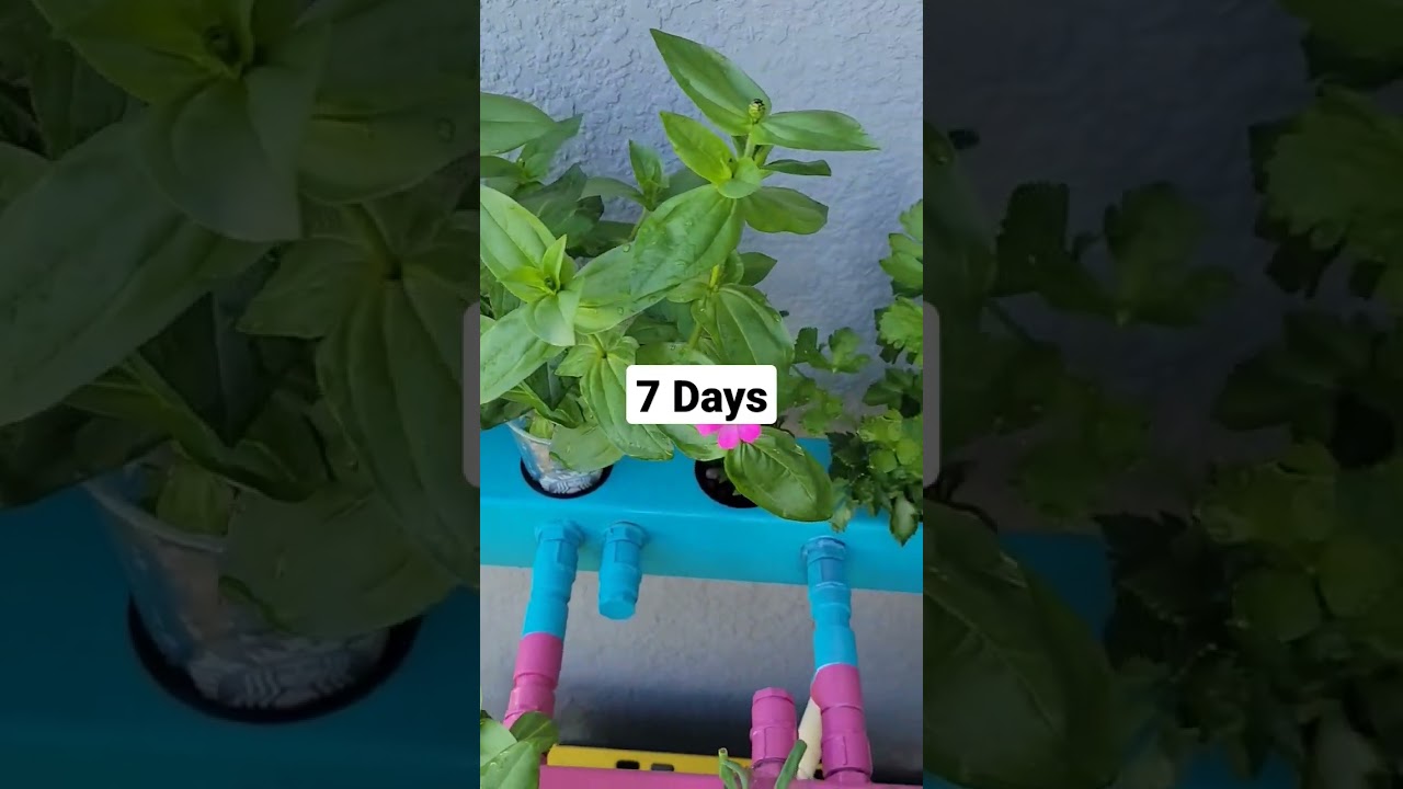 DIY Hydroponics Garden 7 day check in #gardening #hydrogarden #plant #diy #generalhydroponics