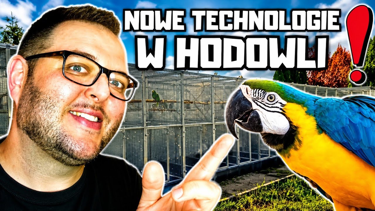 Badania DNA lorys| nowa hodowla papug| DNA testing and a new aviary. 