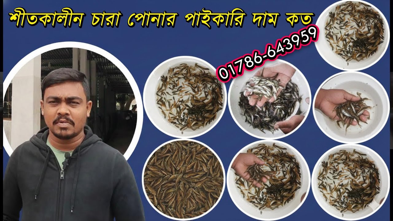 মাছের পোনার দাম দর এবং উন্নত মানের ধানি পোনা চেনার উপায় নিয়ে আজকের পর্ব সরাসরি ধানির হ্যাচারী থেকে