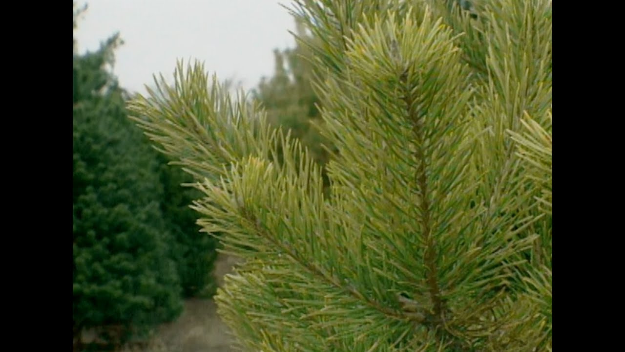 Oklahoma Grown Christmas Trees
