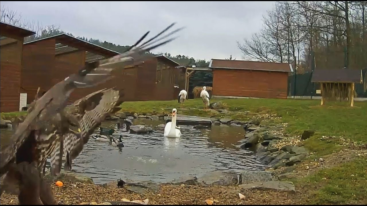 2018/01/09 Makov Pond~ Buzzard scared Swan and White storks ~
