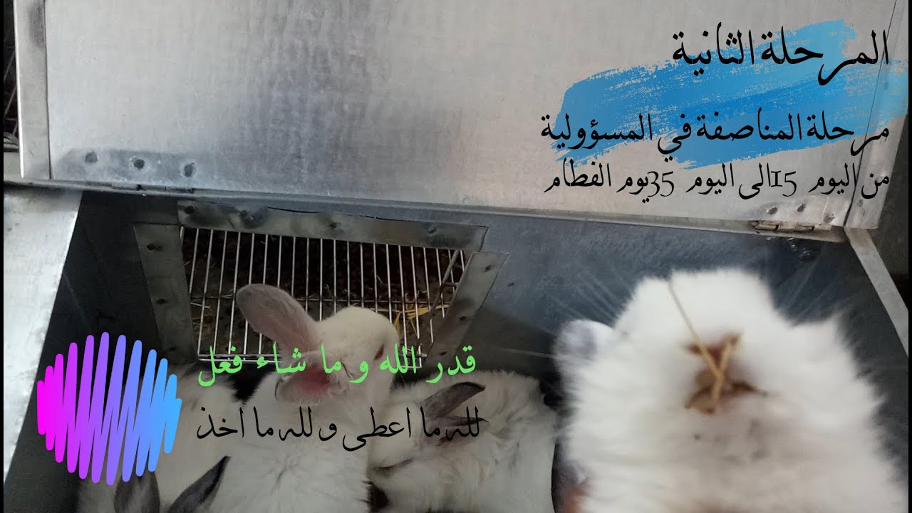 المرحلة الثانية في تربية الأرنب