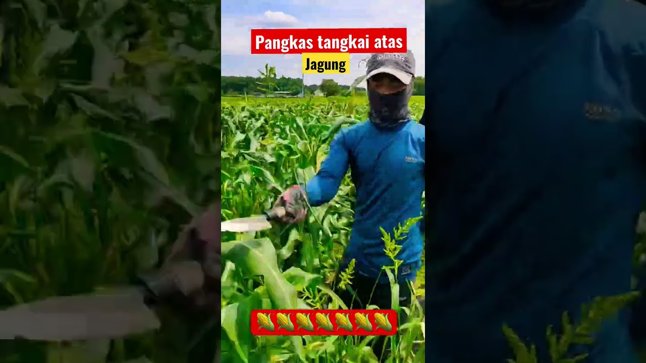 🔴pemangkasan tangkai jagung ‼️ #corn #agriculture #pertanian #jepang