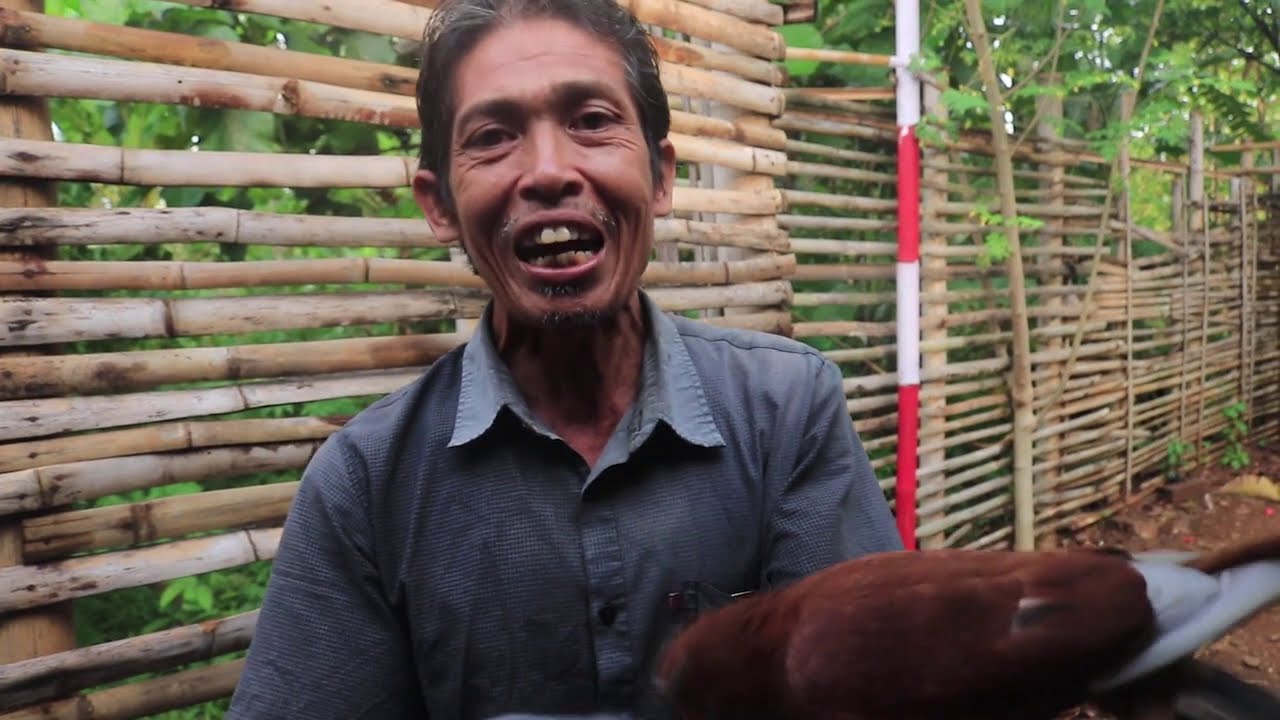 BOLA API & Merpati Jambrong Black Jack Salatiga , menurut mbah GON