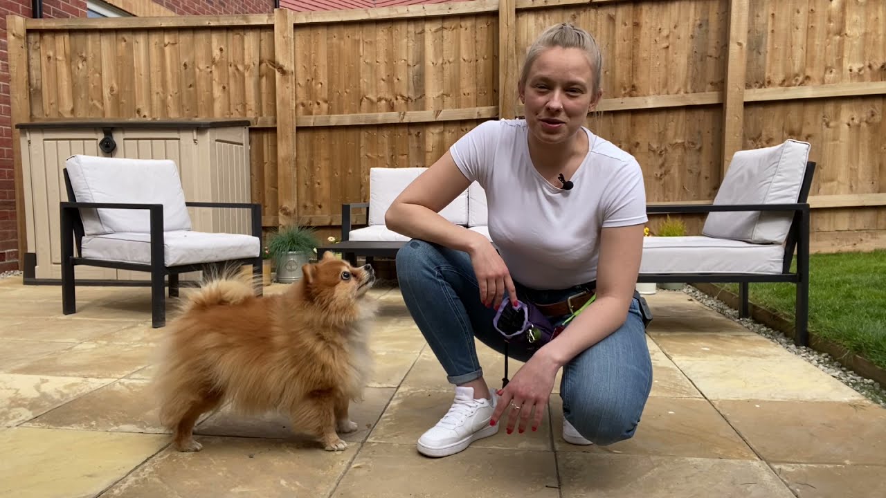 Training a Blind Dog to Sit