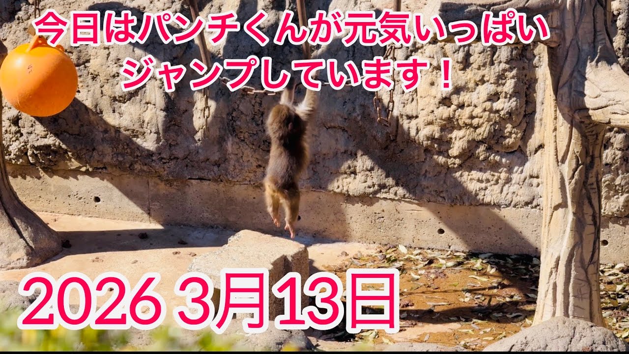 2026 3月13日今日はパンチくんが元気いっぱいジャンプしています！