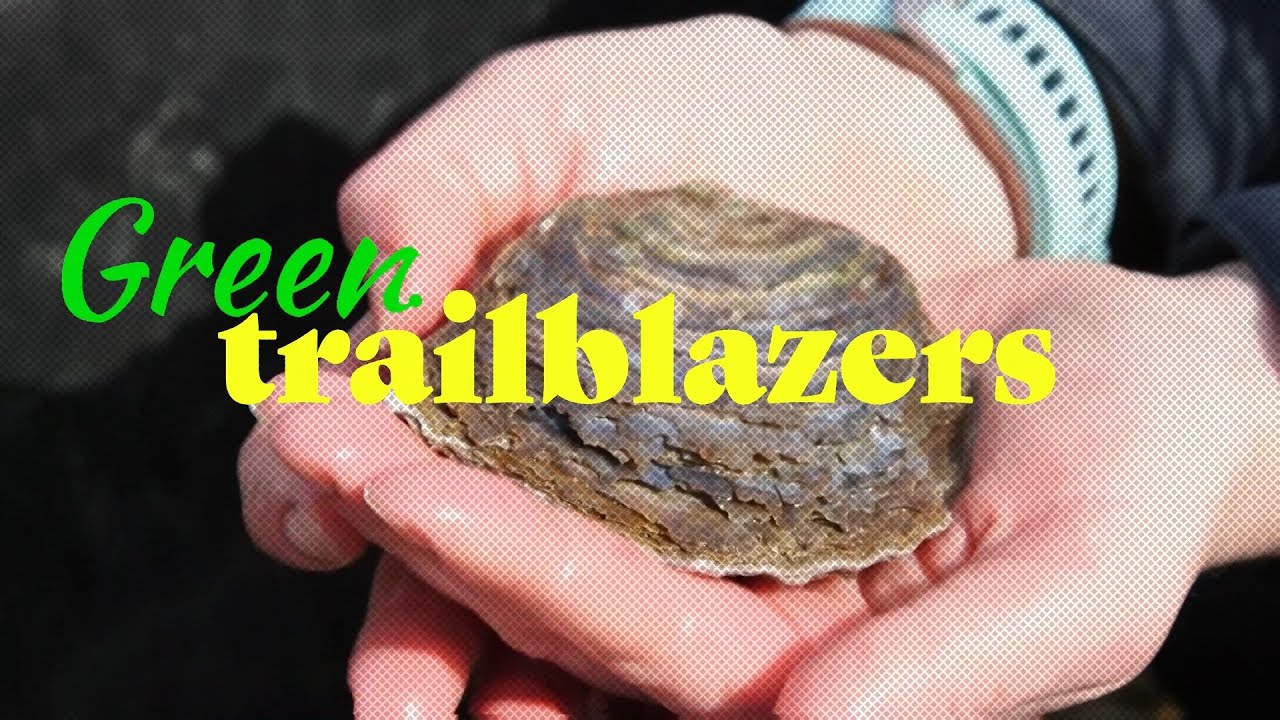 Green Trailblazers: Why oysters are 'ocean superheroes'