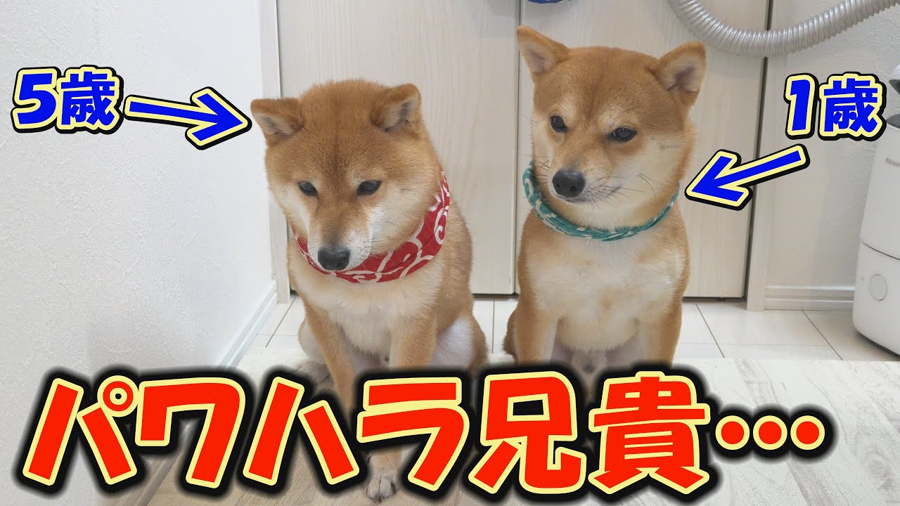 柴犬兄弟に真剣勝負をさせたら、兄のパワハラが酷くて困ってしまいました・・・