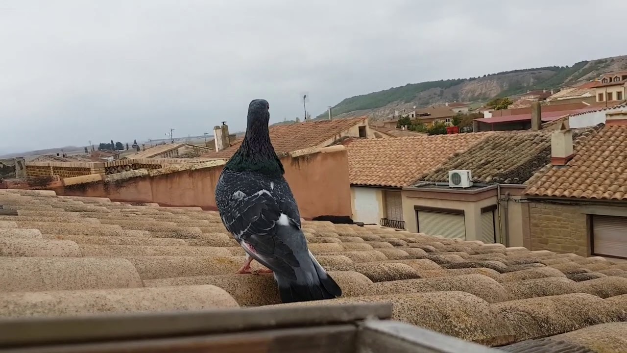 Palomas que vuelven a casa