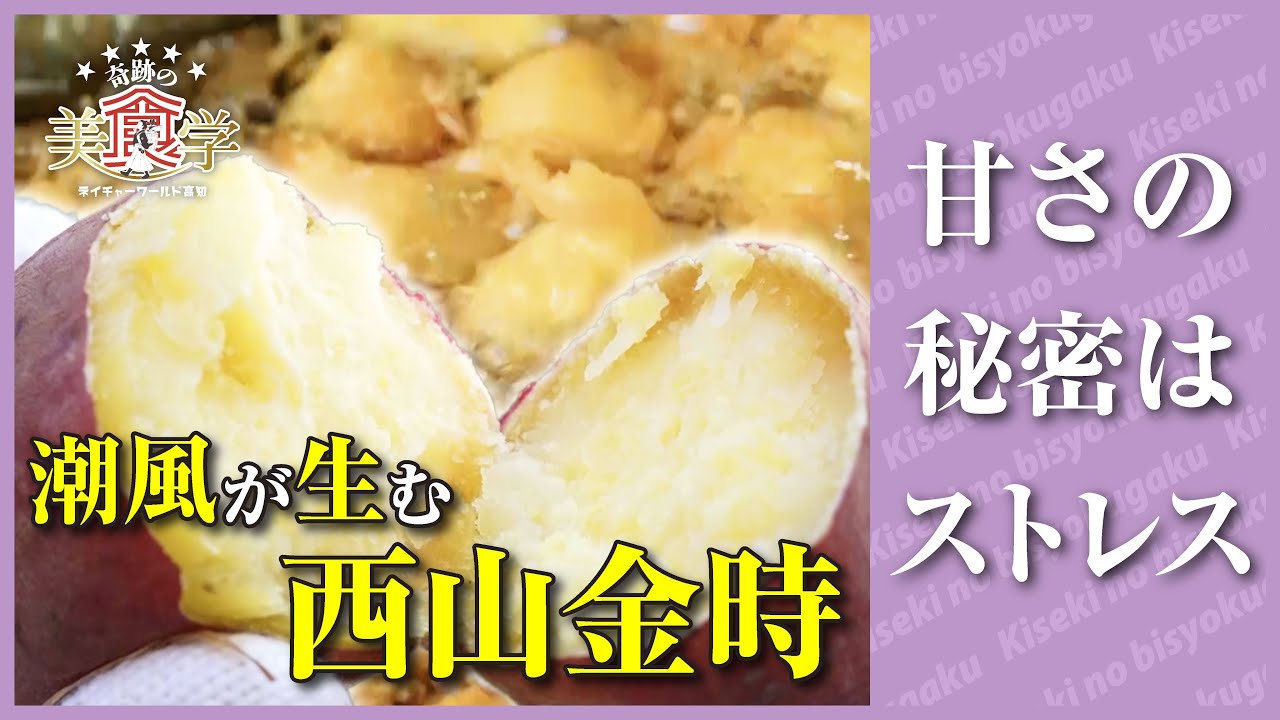 驚きの甘さのサツマイモ・西山金時は室戸の地形が育んだ【奇跡の美食学】