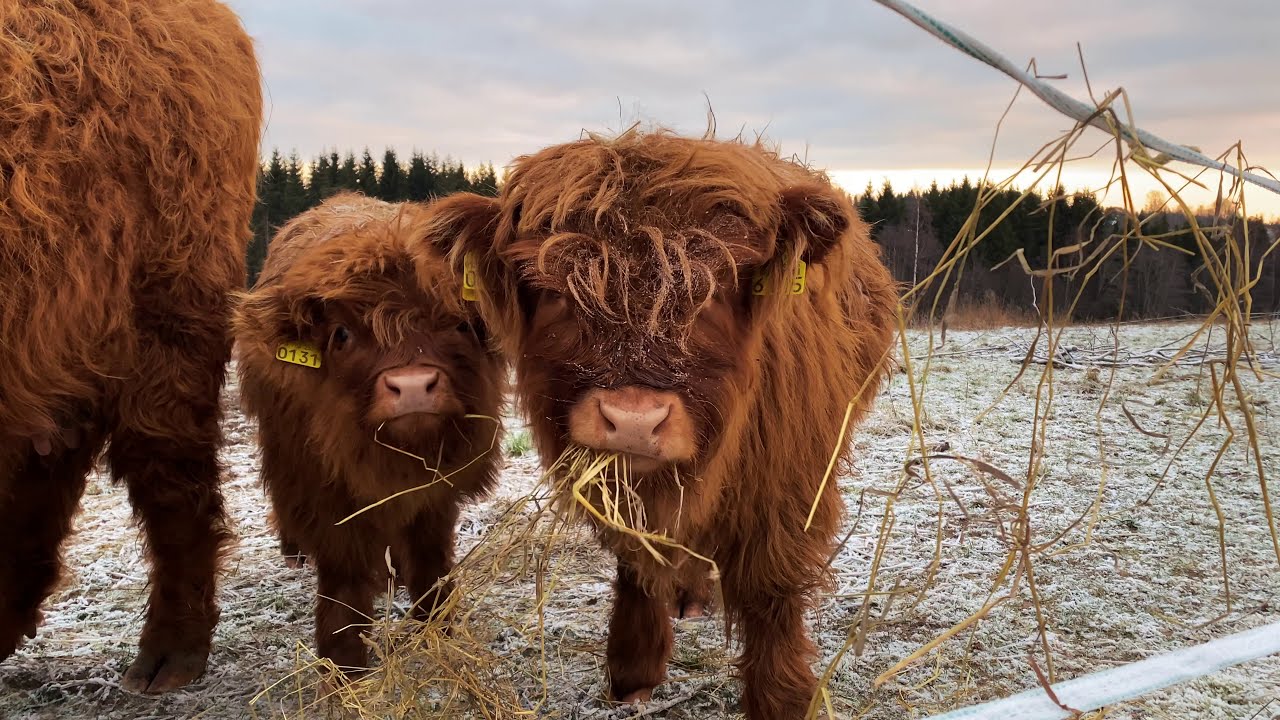 Scottish Highland Cattle In Finland: mmmhay