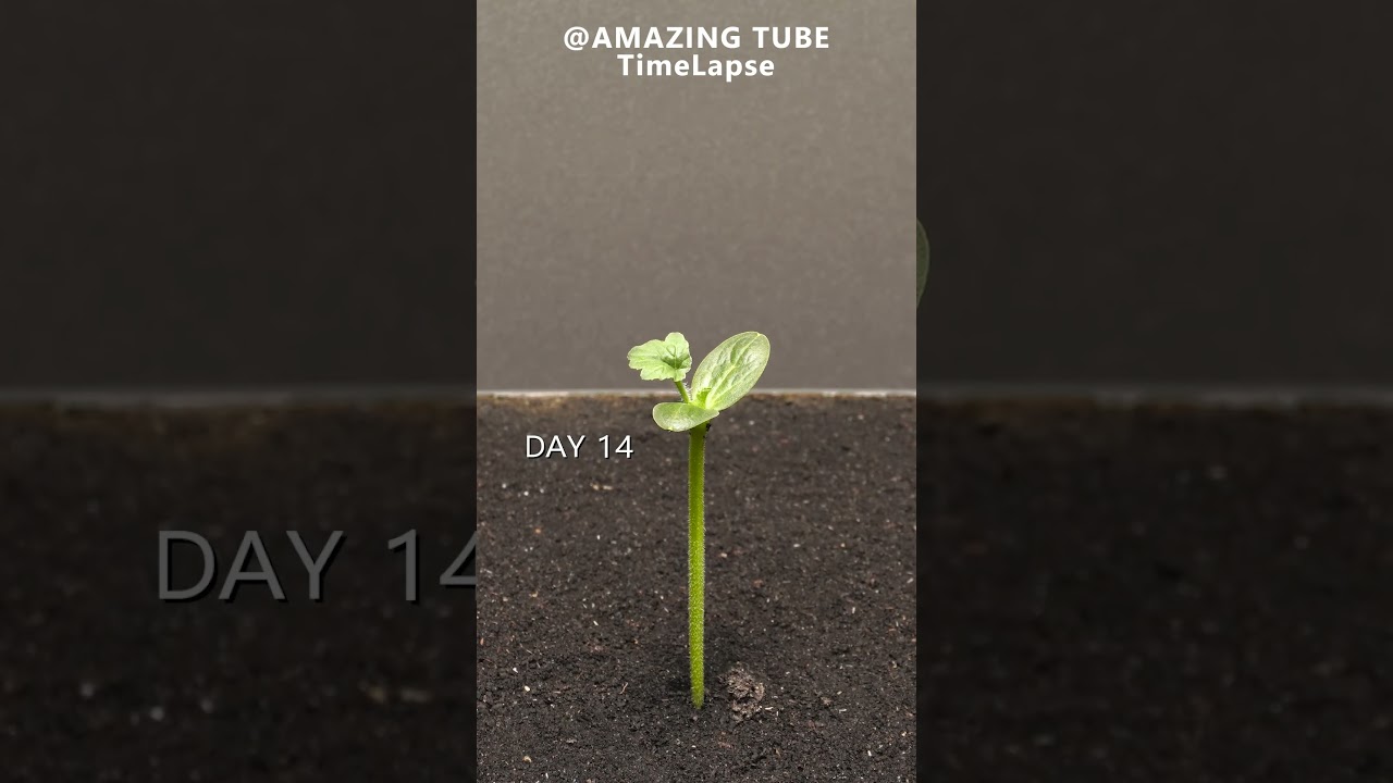 Growing Watermelon From Seed - Time Lapse