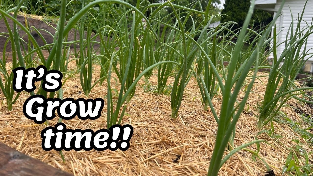 It's Grow Time!, but the RAIN won't stop!