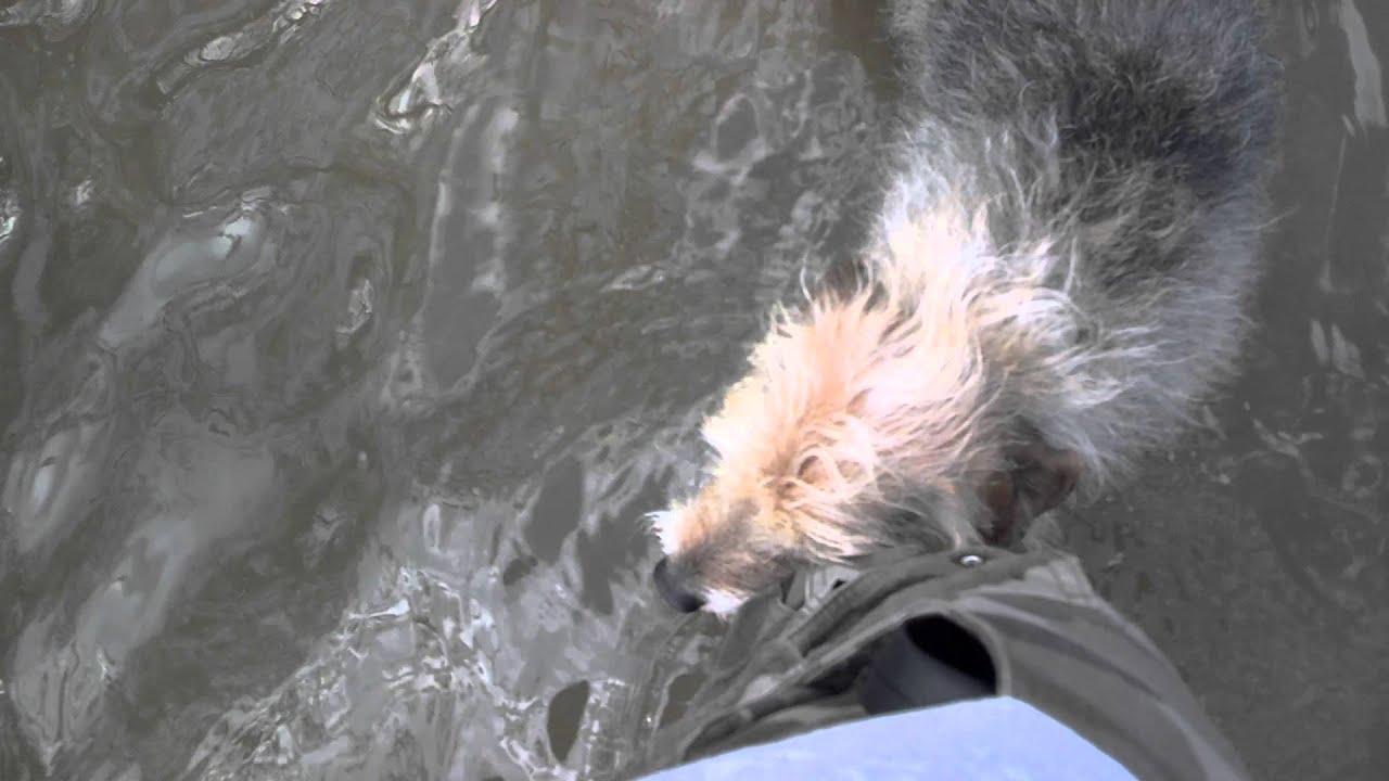 Buddy @ Alum Creek dog park