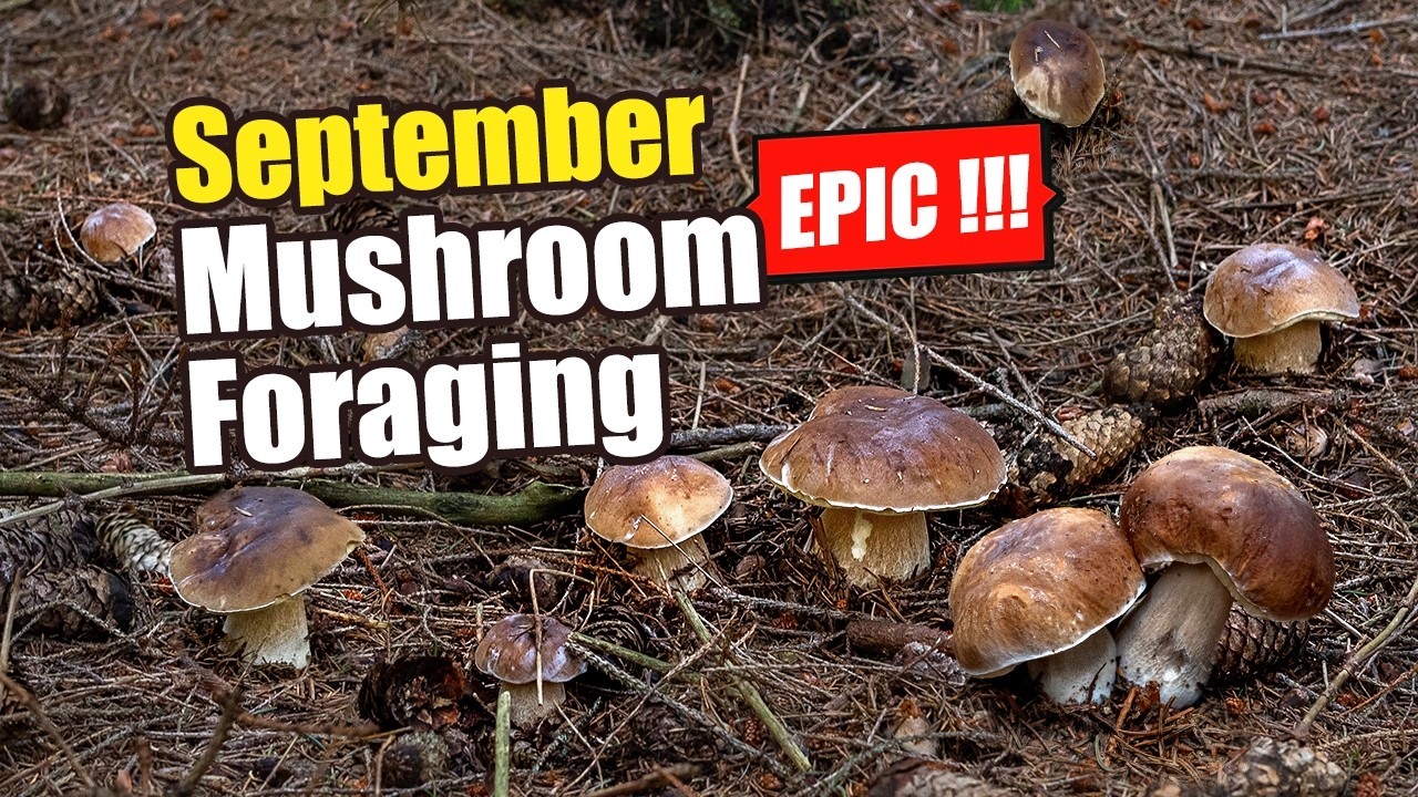 EPIC Mushroom Foraging In September 2026 - Plenty Of Wild Mushrooms With A GIANT Boletus Edulis