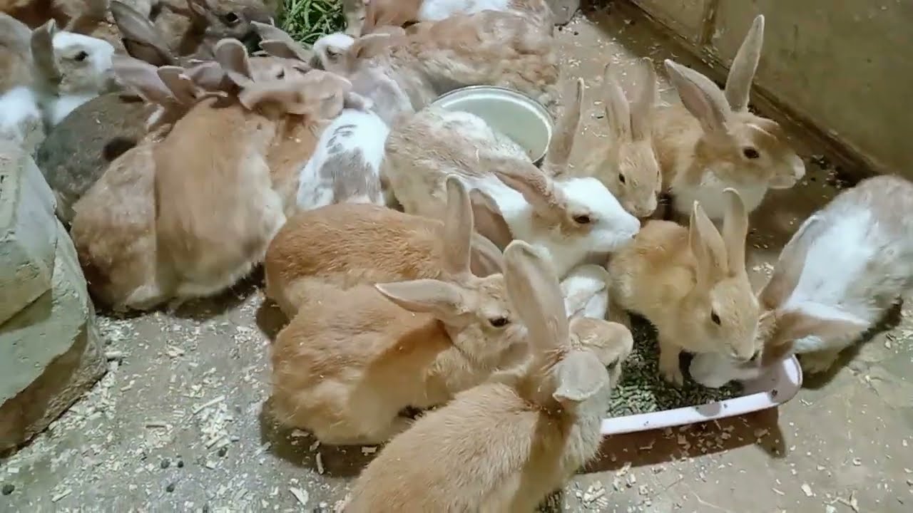 الارانب بتجيب عدد قليل (الهزار قلب جد مع بنتى)ارانب بلدى وتربيه ارضى