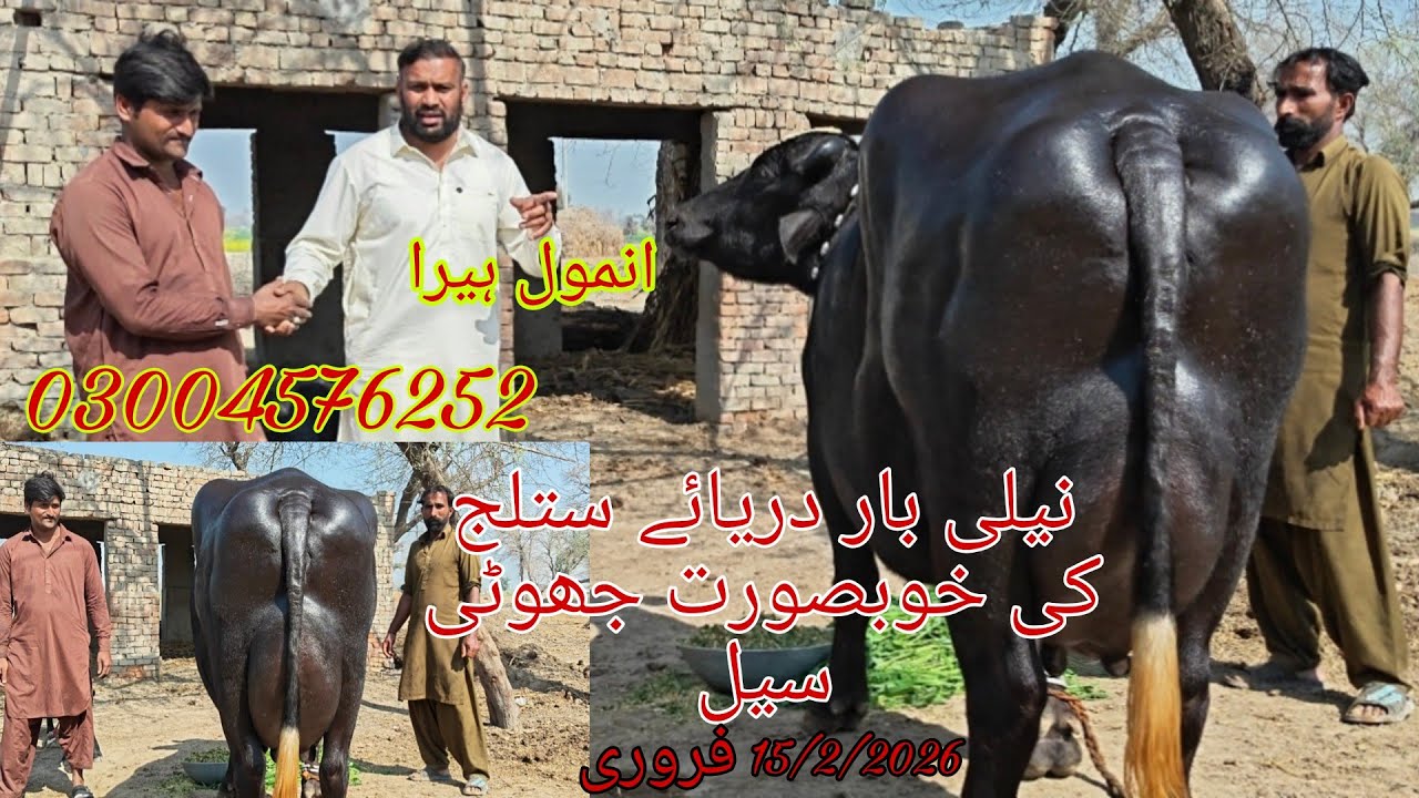 Neli ki high milking top buffalo sale Okara Animal Tv 03004576252/15/2026 علاقہ عارف والا 
