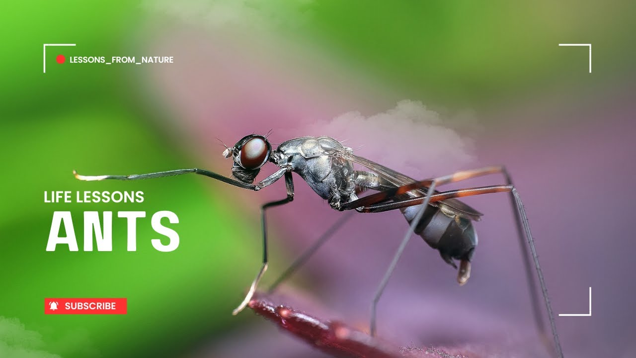 Incredible Life Lessons We Can Learn from Ants