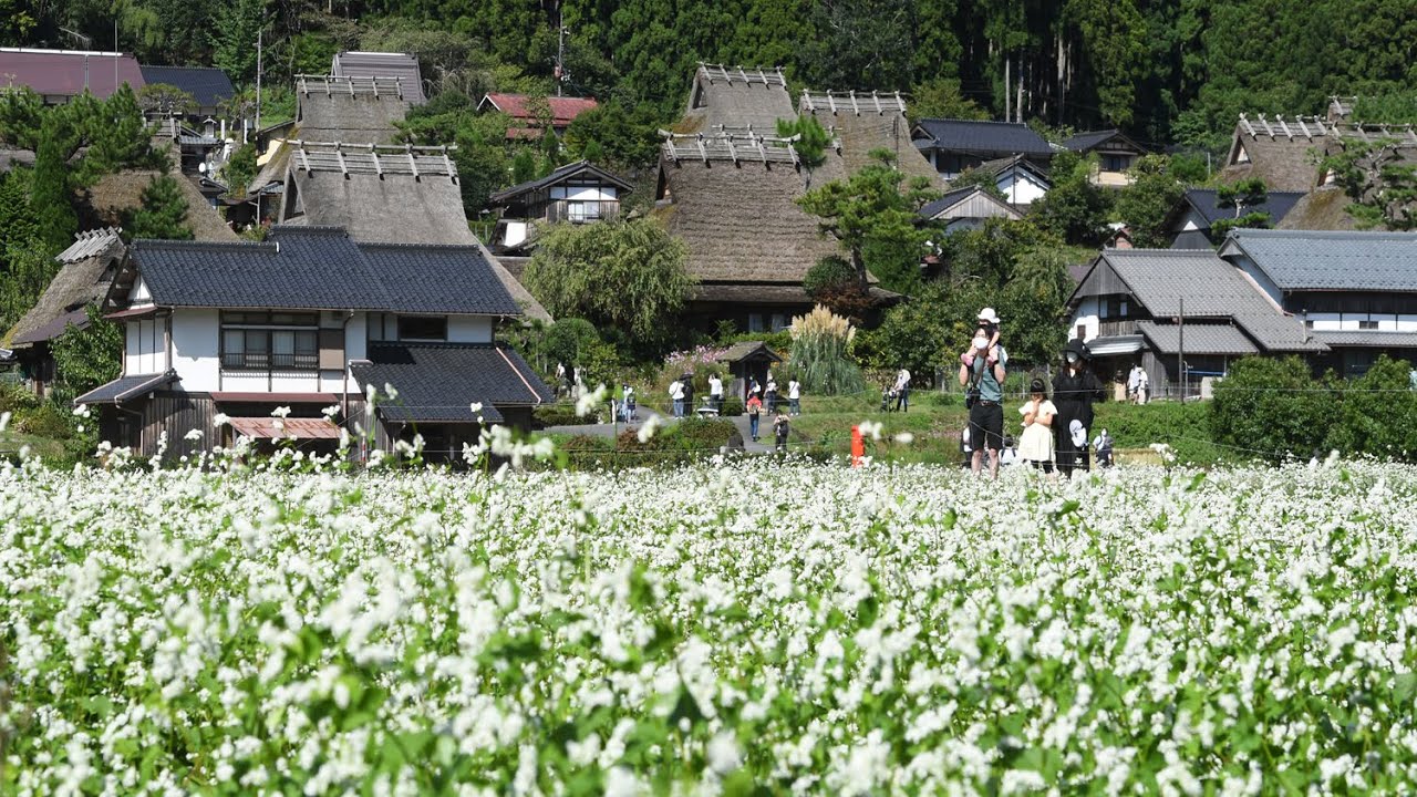 「かやぶきの里」でソバの花満開