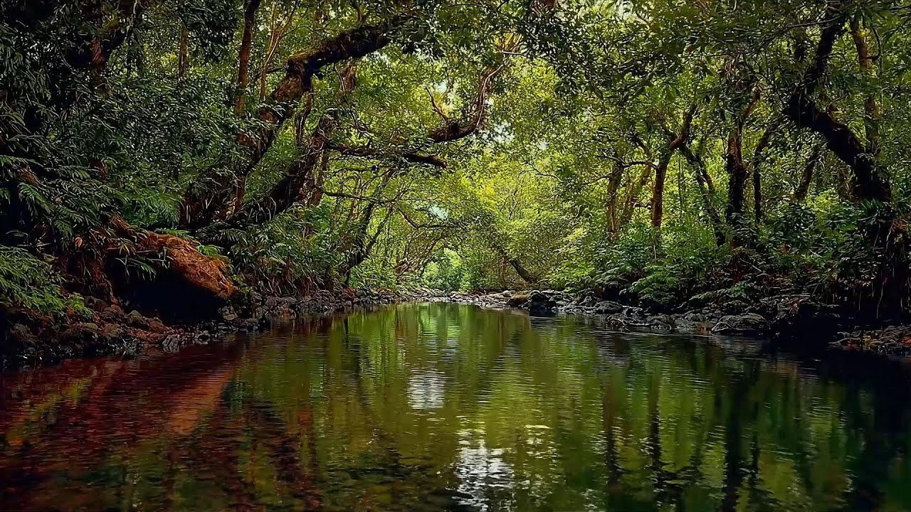 Forest Sounds, Gentle Stream Sounds, Birds Chirping, Relaxing Nature Sounds