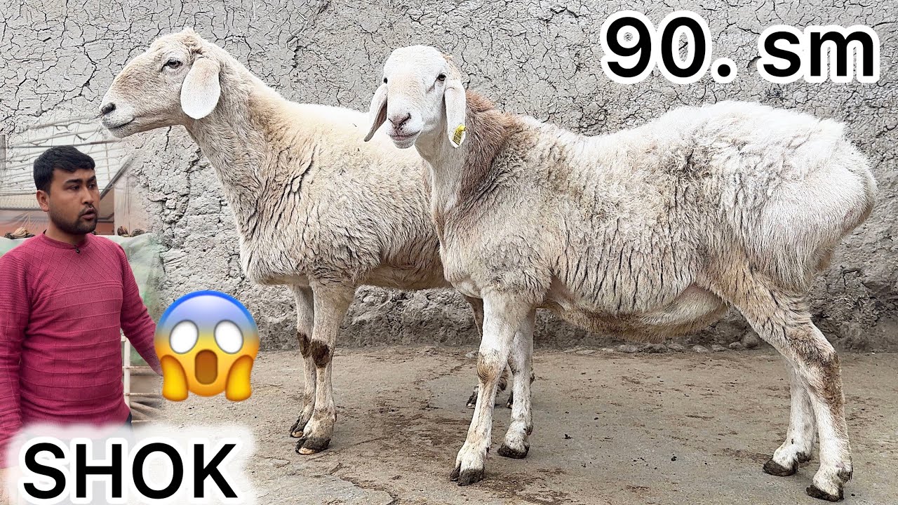 	DAHSHAT 😱 EGIZAKCHI BO‘G‘OZ SOVLUQLAR KELDI — SHOK ARZON!