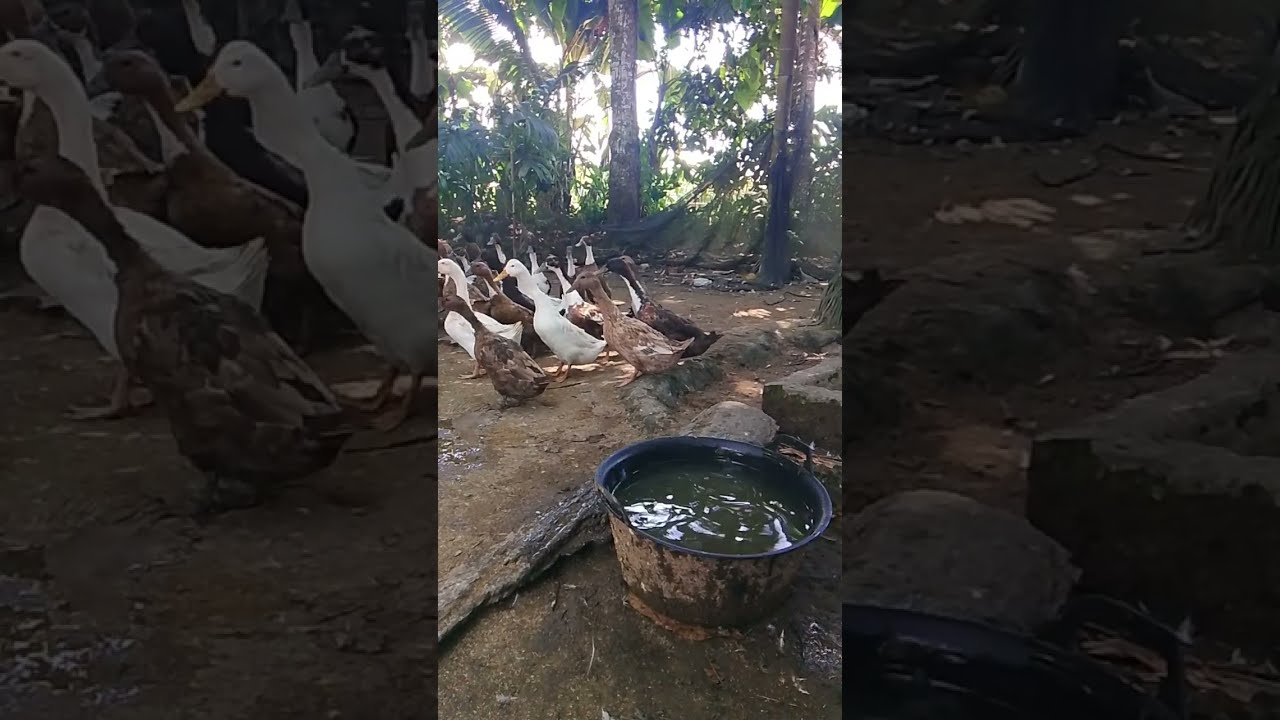 Kak yuni,Alam persawahan dan ternak. sedang live sekarang!