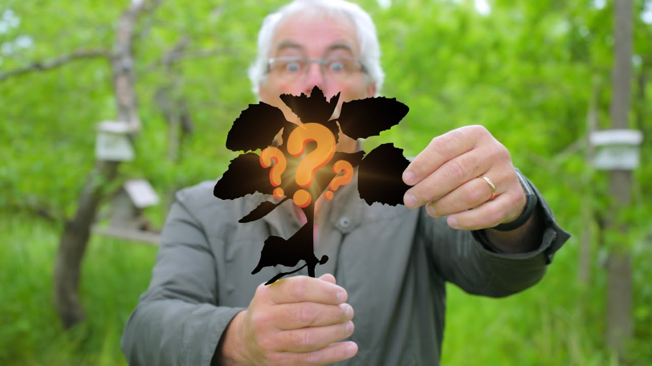 A WEED You WANT and what it&rsquo;s an INDICATOR of...